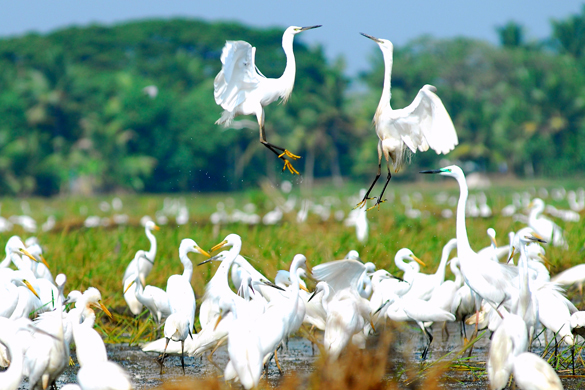 kumarakom bird sanctuary