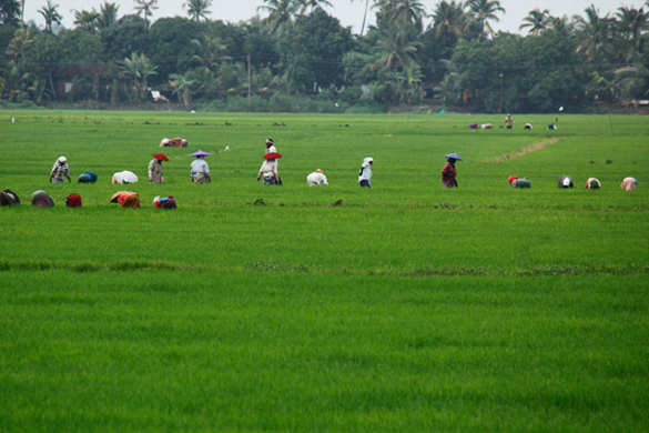 kuttanad